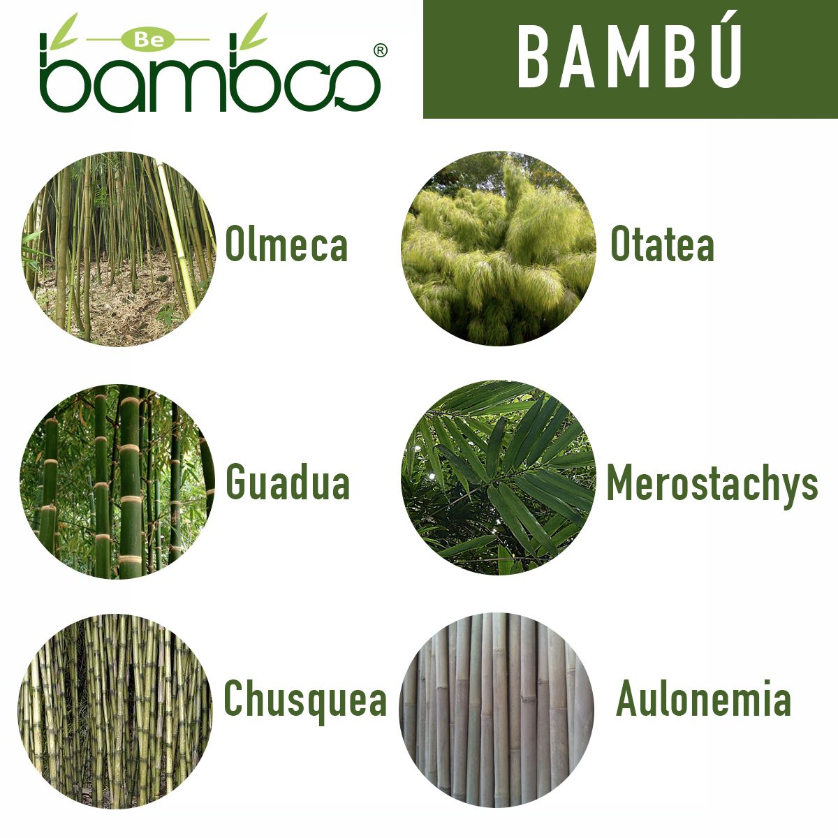 Resultado de imagen de tipos de bambu