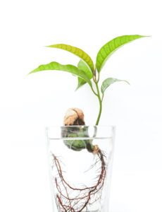 germinar semillas