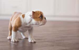 Tapete entrenador para perro