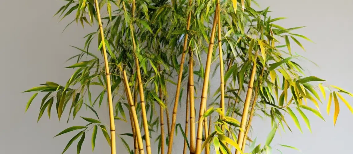 bambu amarillo