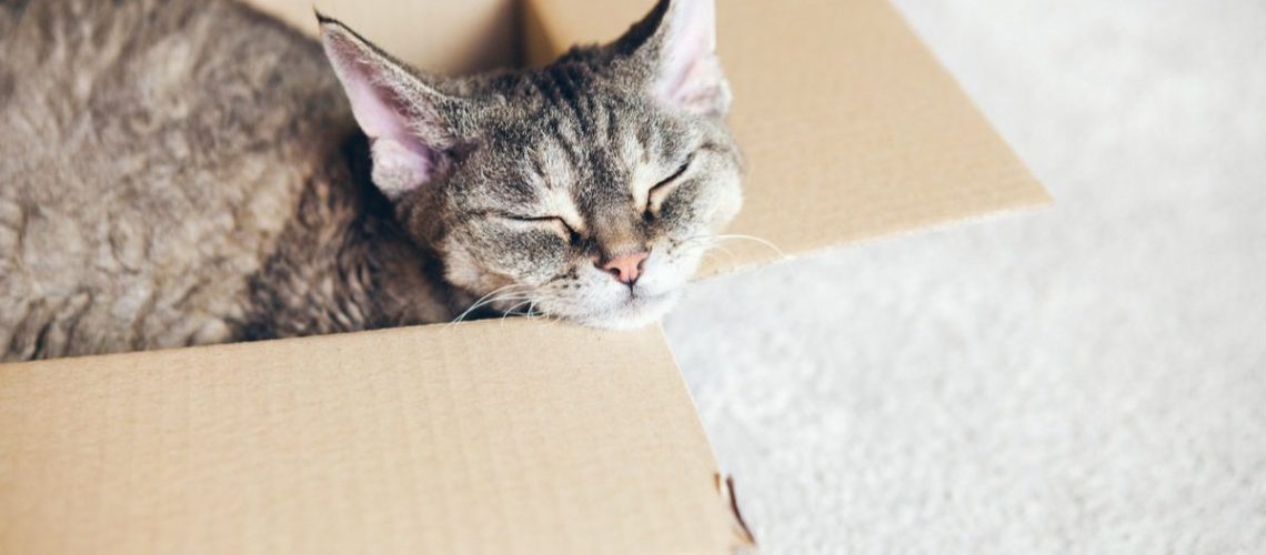 Caja-con-gato