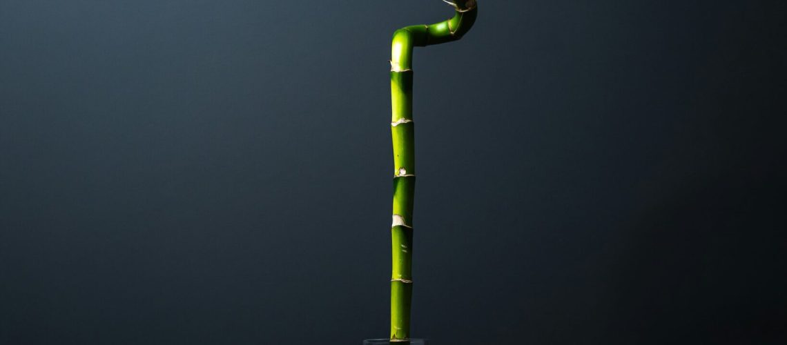 bambu de la suerte