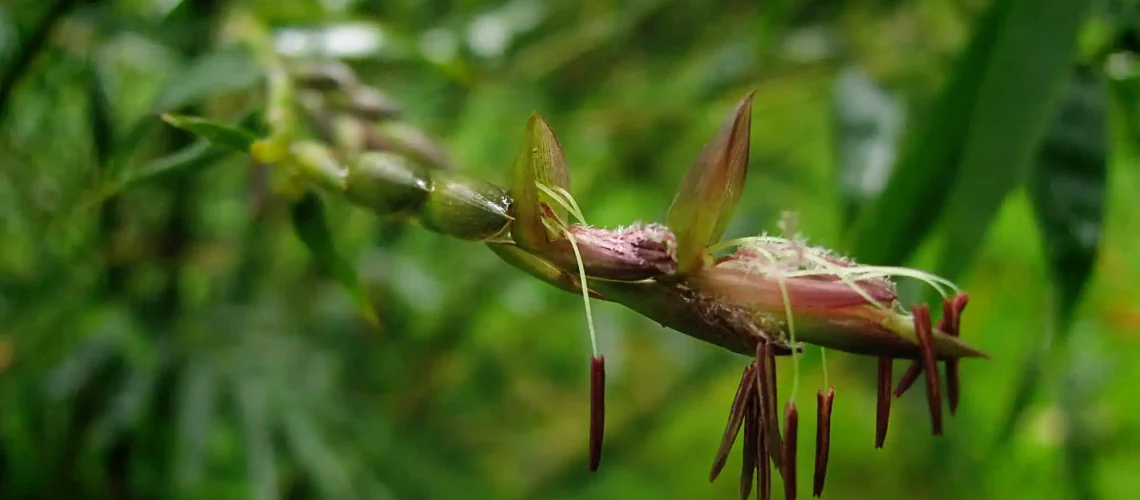 floración de bambu