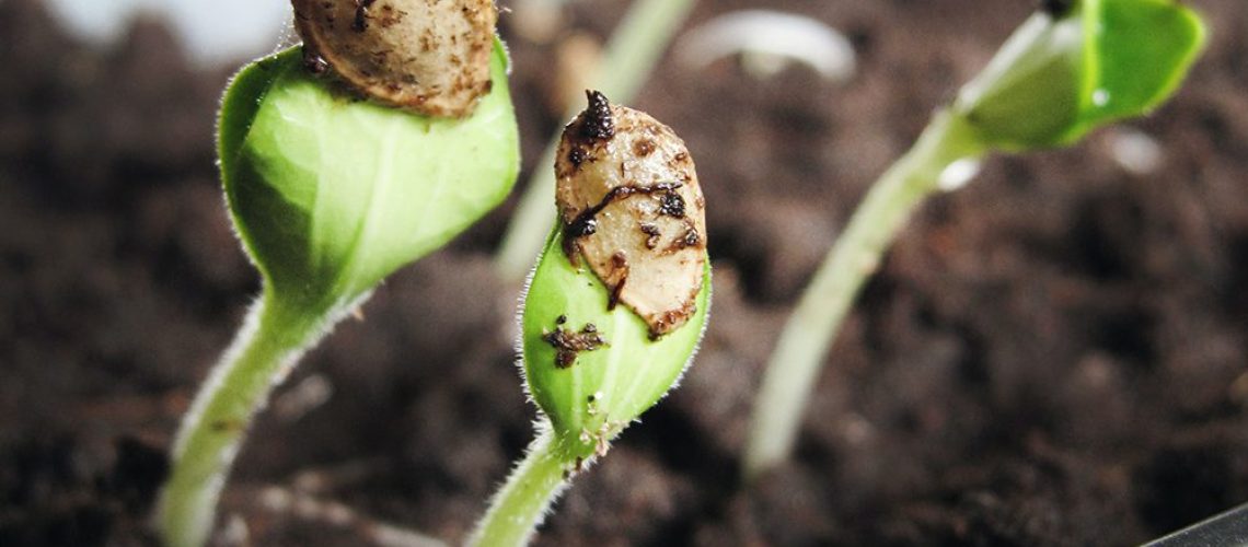 germinar semillas